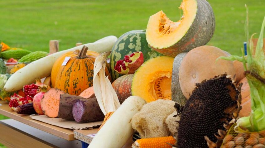 ŠTA DONOSI "ŠPAJZ-FEST" U ČELINCU