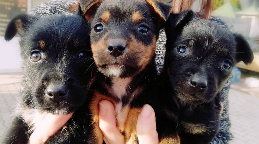 U PRIJEDORSKOM PARKU BEREK ZAKAZAN "PUPPY PARTY"