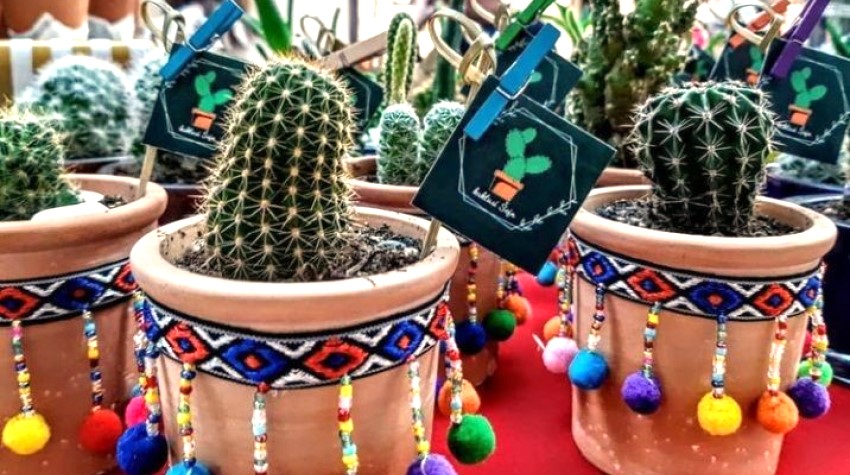 KAKTUS ŠEJN DOJAHAO U PRIJEDOR